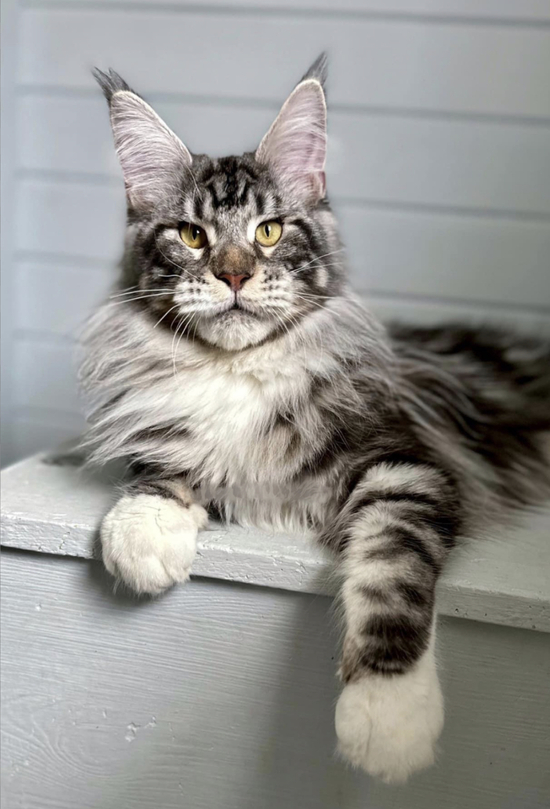 Acres Green Maine Coon Cat breeder, Aguilar Maine Coon Cat breeder, Air Force Academy Maine Coon Cat breeder, Akron Maine Coon Cat breeder, Alamosa Maine Coon Cat breeder, Alamosa East Maine Coon Cat breeder, Allenspark Maine Coon Cat breeder, Alma Maine Coon Cat breeder, Antonito Maine Coon Cat breeder, Applewood Maine Coon Cat breeder, Arboles Maine Coon Cat breeder, Aristocrat Ranchettes Maine Coon Cat breeder, Arriba Maine Coon Cat breeder, Arvada Maine Coon Cat breeder, Aspen Maine Coon Cat breeder, Aspen Park Maine Coon Cat breeder, Atwood Maine Coon Cat breeder, Ault Maine Coon Cat breeder, Aurora Maine Coon Cat breeder, Avon Maine Coon Cat breeder, Avondale Maine Coon Cat breeder, Basalt Maine Coon Cat breeder, Battlement Mesa Maine Coon Cat breeder, Bayfield Maine Coon Cat breeder, Bennett Maine Coon Cat breeder, Berkley Maine Coon Cat breeder, Berthoud Maine Coon Cat breeder, Bethune Maine Coon Cat breeder, Beulah Valley Maine Coon Cat breeder, Black Forest Maine Coon Cat breeder, Black Hawk Maine Coon Cat breeder, Blanca Maine Coon Cat breeder, Blue River Maine Coon Cat breeder, Bonanza Maine Coon Cat breeder, Boone Maine Coon Cat breeder, Boulder Maine Coon Cat breeder, Bow Mar Maine Coon Cat breeder, Branson Maine Coon Cat breeder, Breckenridge Maine Coon Cat breeder, Brighton Maine Coon Cat breeder, Brookside Maine Coon Cat breeder, Broomfield Maine Coon Cat breeder, Brush Maine Coon Cat breeder, Buena Vista Maine Coon Cat breeder, Burlington Maine Coon Cat breeder, Byers Maine Coon Cat breeder, Calhan Maine Coon Cat breeder, Campion Maine Coon Cat breeder, Campo Maine Coon Cat breeder, Canon City Maine Coon Cat breeder, Carbondale Maine Coon Cat breeder, Carriage Club Maine Coon Cat breeder, Cascade-Chipita Park Maine Coon Cat breeder, Castle Pines Maine Coon Cat breeder, Castle Rock Maine Coon Cat breeder, Castlewood Maine Coon Cat breeder, Cedaredge Maine Coon Cat breeder, Center Maine Coon Cat breeder, Central City Maine Coon Cat breeder, Cheraw Maine Coon Cat breeder, Cherry Hills Village Maine Coon Cat breeder, Cheyenne Wells Maine Coon Cat breeder, Cimarron Hills Maine Coon Cat breeder, Clifton Maine Coon Cat breeder, Coal Creek Maine Coon Cat breeder, Coal Creek Maine Coon Cat breeder, Cokedale Maine Coon Cat breeder, Collbran Maine Coon Cat breeder, Colorado City Maine Coon Cat breeder, Colorado Springs Maine Coon Cat breeder, Columbine Maine Coon Cat breeder, Columbine Valley Maine Coon Cat breeder, Commerce City Maine Coon Cat breeder, Cortez Maine Coon Cat breeder, Cottonwood Maine Coon Cat breeder, Craig Maine Coon Cat breeder, Crawford Maine Coon Cat breeder, Creede Maine Coon Cat breeder, Crested Butte Maine Coon Cat breeder, Crestone Maine Coon Cat breeder, Cripple Creek Maine Coon Cat breeder, Crook Maine Coon Cat breeder, Crowley Maine Coon Cat breeder, Dacono Maine Coon Cat breeder, De Beque Maine Coon Cat breeder, Deer Trail Maine Coon Cat breeder, Del Norte Maine Coon Cat breeder, Delta Maine Coon Cat breeder, Denver Maine Coon Cat breeder, Derby Maine Coon Cat breeder, Dillon Maine Coon Cat breeder, Dinosaur Maine Coon Cat breeder, Dolores Maine Coon Cat breeder, Dove Creek Maine Coon Cat breeder, Downieville-Lawson-Dumont Maine Coon Cat breeder, Durango Maine Coon Cat breeder, Eads Maine Coon Cat breeder, Eagle Maine Coon Cat breeder, Eagle-Vail Maine Coon Cat breeder, East Pleasant View Maine Coon Cat breeder, Eaton Maine Coon Cat breeder, Eckley Maine Coon Cat breeder, Edgewater Maine Coon Cat breeder, Edwards Maine Coon Cat breeder, Eldora Maine Coon Cat breeder, Eldorado Springs Maine Coon Cat breeder, Elizabeth Maine Coon Cat breeder, El Jebel Maine Coon Cat breeder, Empire Maine Coon Cat breeder, Englewood Maine Coon Cat breeder, Erie Maine Coon Cat breeder, Estes Park Maine Coon Cat breeder, Evans Maine Coon Cat breeder, Evergreen Maine Coon Cat breeder, Fairplay Maine Coon Cat breeder, Federal Heights Maine Coon Cat breeder, Firestone Maine Coon Cat breeder, Flagler Maine Coon Cat breeder, Fleming Maine Coon Cat breeder, Florence Maine Coon Cat breeder, Fort Carson Maine Coon Cat breeder, Fort Collins Maine Coon Cat breeder, Fort Garland Maine Coon Cat breeder, Fort Lupton Maine Coon Cat breeder, Fort Morgan Maine Coon Cat breeder, Fountain Maine Coon Cat breeder, Fowler Maine Coon Cat breeder, Foxfield Maine Coon Cat breeder, Franktown Maine Coon Cat breeder, Fraser Maine Coon Cat breeder, Frederick Maine Coon Cat breeder, Frisco Maine Coon Cat breeder, Fruita Maine Coon Cat breeder, Fruitvale Maine Coon Cat breeder, Garden City Maine Coon Cat breeder, Genesee Maine Coon Cat breeder, Genoa Maine Coon Cat breeder, Georgetown Maine Coon Cat breeder, Gilcrest Maine Coon Cat breeder, Glendale Maine Coon Cat breeder, Gleneagle Maine Coon Cat breeder, Glenwood Springs Maine Coon Cat breeder, Golden Maine Coon Cat breeder, Gold Hill Maine Coon Cat breeder, Granada Maine Coon Cat breeder, Granby Maine Coon Cat breeder, Grand Junction Maine Coon Cat breeder, Grand Lake Maine Coon Cat breeder, Grand View Estates Maine Coon Cat breeder, Greeley Maine Coon Cat breeder, Green Mountain Falls Maine Coon Cat breeder, Greenwood Village Maine Coon Cat breeder, Grover Maine Coon Cat breeder, Gunbarrel Maine Coon Cat breeder, Gunnison Maine Coon Cat breeder, Gypsum Maine Coon Cat breeder, Hartman Maine Coon Cat breeder, Haswell Maine Coon Cat breeder, Haxtun Maine Coon Cat breeder, Hayden Maine Coon Cat breeder, Heritage Hills Maine Coon Cat breeder, Highlands Ranch Maine Coon Cat breeder, Hillrose Maine Coon Cat breeder, Holly Maine Coon Cat breeder, Holyoke Maine Coon Cat breeder, Hooper Maine Coon Cat breeder, Hotchkiss Maine Coon Cat breeder, Hot Sulphur Springs Maine Coon Cat breeder, Hudson Maine Coon Cat breeder, Hugo Maine Coon Cat breeder, Idaho Springs Maine Coon Cat breeder, Ignacio Maine Coon Cat breeder, Iliff Maine Coon Cat breeder, Indian Hills Maine Coon Cat breeder, Jamestown Maine Coon Cat breeder, Johnstown Maine Coon Cat breeder, Julesburg Maine Coon Cat breeder, Keenesburg Maine Coon Cat breeder, Ken Caryl Maine Coon Cat breeder, Kersey Maine Coon Cat breeder, Keystone Maine Coon Cat breeder, Kim Maine Coon Cat breeder, Kiowa Maine Coon Cat breeder, Kit Carson Maine Coon Cat breeder, Kittredge Maine Coon Cat breeder, Kremmling Maine Coon Cat breeder, Lafayette Maine Coon Cat breeder, La Jara Maine Coon Cat breeder, La Junta Maine Coon Cat breeder, Lake City Maine Coon Cat breeder, Lakeside Maine Coon Cat breeder, Lakewood Maine Coon Cat breeder, Lamar Maine Coon Cat breeder, Laporte Maine Coon Cat breeder, Larkspur Maine Coon Cat breeder, La Salle Maine Coon Cat breeder, Las Animas Maine Coon Cat breeder, La Veta Maine Coon Cat breeder, Leadville Maine Coon Cat breeder, Leadville North Maine Coon Cat breeder, Limon Maine Coon Cat breeder, Lincoln Park Maine Coon Cat breeder, Littleton Maine Coon Cat breeder, Lochbuie Maine Coon Cat breeder, Loghill Village Maine Coon Cat breeder, Log Lane Village Maine Coon Cat breeder, Lone Tree Maine Coon Cat breeder, Longmont Maine Coon Cat breeder, Louisville Maine Coon Cat breeder, Louviers Maine Coon Cat breeder, Loveland Maine Coon Cat breeder, Lyons Maine Coon Cat breeder, Manassa Maine Coon Cat breeder, Mancos Maine Coon Cat breeder, Manitou Springs Maine Coon Cat breeder, Manzanola Maine Coon Cat breeder, Marble Maine Coon Cat breeder, Mead Maine Coon Cat breeder, Meeker Maine Coon Cat breeder, Meridian Maine Coon Cat breeder, Merino Maine Coon Cat breeder, Milliken Maine Coon Cat breeder, Minturn Maine Coon Cat breeder, Moffat Maine Coon Cat breeder, Monte Vista Maine Coon Cat breeder, Montezuma Maine Coon Cat breeder, Montrose Maine Coon Cat breeder, Monument Maine Coon Cat breeder, Morrison Maine Coon Cat breeder, Mountain View Maine Coon Cat breeder, Mountain Village Maine Coon Cat breeder, Mount Crested Butte Maine Coon Cat breeder, Naturita Maine Coon Cat breeder, Nederland Maine Coon Cat breeder, New Castle Maine Coon Cat breeder, Niwot Maine Coon Cat breeder, Northglenn Maine Coon Cat breeder, North Washington Maine Coon Cat breeder, Norwood Maine Coon Cat breeder, Nucla Maine Coon Cat breeder, Nunn Maine Coon Cat breeder, Oak Creek Maine Coon Cat breeder, Olathe Maine Coon Cat breeder, Olney Springs Maine Coon Cat breeder, Ophir Maine Coon Cat breeder, Orchard City Maine Coon Cat breeder, Orchard Mesa Maine Coon Cat breeder, Ordway Maine Coon Cat breeder, Otis Maine Coon Cat breeder, Ouray Maine Coon Cat breeder, Ovid Maine Coon Cat breeder, Padroni Maine Coon Cat breeder, Pagosa Springs Maine Coon Cat breeder, Palisade Maine Coon Cat breeder, Palmer Lake Maine Coon Cat breeder, Paoli Maine Coon Cat breeder, Paonia Maine Coon Cat breeder, Parachute Maine Coon Cat breeder, Parker Maine Coon Cat breeder, Peetz Maine Coon Cat breeder, Penrose Maine Coon Cat breeder, Perry Park Maine Coon Cat breeder, Pierce Maine Coon Cat breeder, Pitkin Maine Coon Cat breeder, Platteville Maine Coon Cat breeder, Poncha Springs Maine Coon Cat breeder, Ponderosa Park Maine Coon Cat breeder, Pritchett Maine Coon Cat breeder, Pueblo Maine Coon Cat breeder, Pueblo West Maine Coon Cat breeder, Ramah Maine Coon Cat breeder, Rangely Maine Coon Cat breeder, Raymer Maine Coon Cat breeder, Red Cliff Maine Coon Cat breeder, Red Feather Lakes Maine Coon Cat breeder, Redlands Maine Coon Cat breeder, Rico Maine Coon Cat breeder, Ridgway Maine Coon Cat breeder, Rifle Maine Coon Cat breeder, Rockvale Maine Coon Cat breeder, Rocky Ford Maine Coon Cat breeder, Romeo Maine Coon Cat breeder, Roxborough Park Maine Coon Cat breeder, Rye Maine Coon Cat breeder, Saguache Maine Coon Cat breeder, St. Mary's Maine Coon Cat breeder, Salida Maine Coon Cat breeder, Salt Creek Maine Coon Cat breeder, Sanford Maine Coon Cat breeder, San Luis Maine Coon Cat breeder, Sawpit Maine Coon Cat breeder, Security-Widefield Maine Coon Cat breeder, Sedalia Maine Coon Cat breeder, Sedgwick Maine Coon Cat breeder, Seibert Maine Coon Cat breeder, Severance Maine Coon Cat breeder, Sheridan Maine Coon Cat breeder, Sheridan Lake Maine Coon Cat breeder, Sherrelwood Maine Coon Cat breeder, Silt Maine Coon Cat breeder, Silver Cliff Maine Coon Cat breeder, Silver Plume Maine Coon Cat breeder, Silverthorne Maine Coon Cat breeder, Silverton Maine Coon Cat breeder, Simla Maine Coon Cat breeder, Snowmass Village Maine Coon Cat breeder, South Fork Maine Coon Cat breeder, Southglenn Maine Coon Cat breeder, Springfield Maine Coon Cat breeder, Starkville Maine Coon Cat breeder, Steamboat Springs Maine Coon Cat breeder, Sterling Maine Coon Cat breeder, Stonegate Maine Coon Cat breeder, Strasburg Maine Coon Cat breeder, Stratmoor Maine Coon Cat breeder, Stratton Maine Coon Cat breeder, Sugar City Maine Coon Cat breeder, Superior Maine Coon Cat breeder, Swink Maine Coon Cat breeder, Tabernash Maine Coon Cat breeder, Telluride Maine Coon Cat breeder, The Pinery Maine Coon Cat breeder, Thornton Maine Coon Cat breeder, Timnath Maine Coon Cat breeder, Todd Creek Maine Coon Cat breeder, Towaoc Maine Coon Cat breeder, Trinidad Maine Coon Cat breeder, Twin Lakes Maine Coon Cat breeder, Two Buttes Maine Coon Cat breeder, Vail Maine Coon Cat breeder, Victor Maine Coon Cat breeder, Vilas Maine Coon Cat breeder, Vona Maine Coon Cat breeder, Walden Maine Coon Cat breeder, Walsenburg Maine Coon Cat breeder, Walsh Maine Coon Cat breeder, Ward Maine Coon Cat breeder, Welby Maine Coon Cat breeder, Wellington Maine Coon Cat breeder, Westcliffe Maine Coon Cat breeder, Westcreek Maine Coon Cat breeder, Westminster Maine Coon Cat breeder, West Pleasant View Maine Coon Cat breeder, Wheat Ridge Maine Coon Cat breeder, Wiggins Maine Coon Cat breeder, Wiley Maine Coon Cat breeder, Williamsburg Maine Coon Cat breeder, Windsor Maine Coon Cat breeder, Winter Park Maine Coon Cat breeder, Woodland Park Maine Coon Cat breeder, Woodmoor Maine Coon Cat breeder, Wray Maine Coon Cat breeder, Yampa Maine Coon Cat breeder, Yuma Maine Coon Cat breeder,